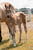 Horse ad