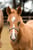 Horse ad