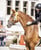 Annuncio cavallo