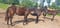 Horse ad