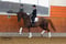Horse ad