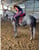 Horse ad