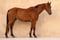 Annuncio cavallo