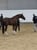 Horse ad