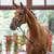 Annuncio cavallo