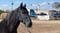 Horse ad