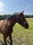 Annonce cheval