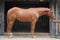 Anuncio de caballos