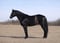 Horse ad