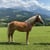 Annuncio cavallo