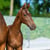 Annuncio cavallo