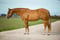 Annuncio cavallo