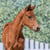 Anuncio de caballos