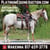 Horse ad