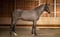 Annuncio cavallo
