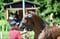 Horse ad