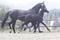 Horse ad