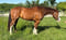 Anuncio de caballos