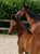 Horse ad
