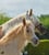 Horse ad