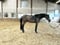 Annuncio cavallo