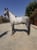 Horse ad