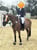 Horse ad