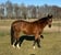 Horse ad