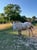 Horse ad