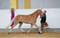 Horse ad