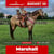Anuncio de caballos