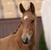 Annuncio cavallo
