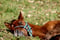 Horse ad