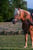Horse ad