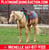 Horse ad
