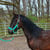 Horse ad