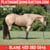 Annuncio cavallo