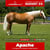 Paardadvertentie