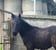 Horse ad