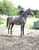 Annonce cheval