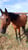Horse ad