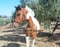 Annuncio cavallo