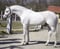 Horse ad