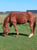 Annuncio cavallo
