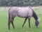 Horse ad