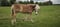 Horse ad