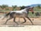 Horse ad