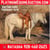 Horse ad