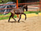 Horse ad