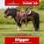 Annuncio cavallo